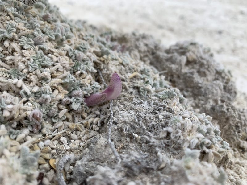 Astragalus phoenix, photographed by william_hoyer