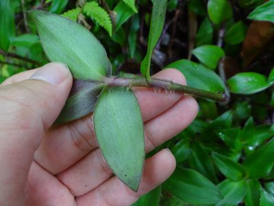 Cyanotis ciliata, photographed by 呂一起(Lyu yi-chi)