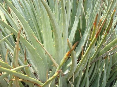 Hechtia perotensis, photographed by Alexis López Hernández