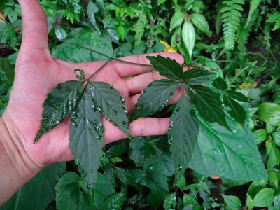 Gynostemma pentaphyllum, photographed by 呂一起(Lyu yi-chi)