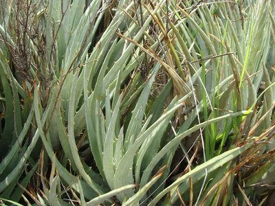 Hechtia perotensis, photographed by Alexis López Hernández