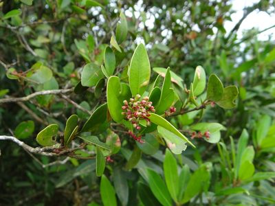 Syzygium elliptifolium, photographed by 呂一起(Lyu yi-chi)