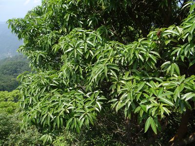 Symplocos theophrastifolia, photographed by 呂一起(Lyu yi-chi)