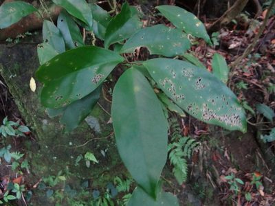 Erycibe henryi, photographed by 呂一起(Lyu yi-chi)