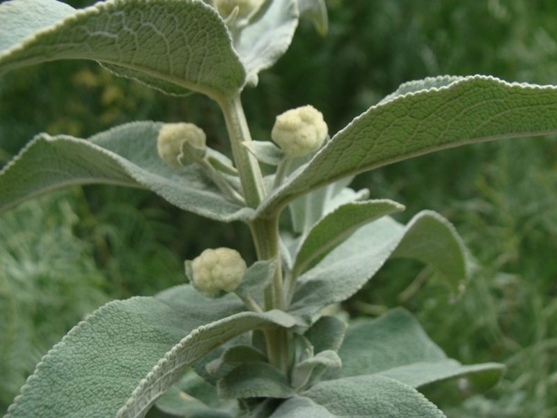 Buddleja perfoliata, photographed by Alexis López Hernández