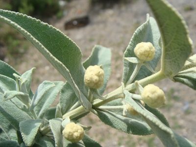 Buddleja perfoliata, photographed by Alexis López Hernández