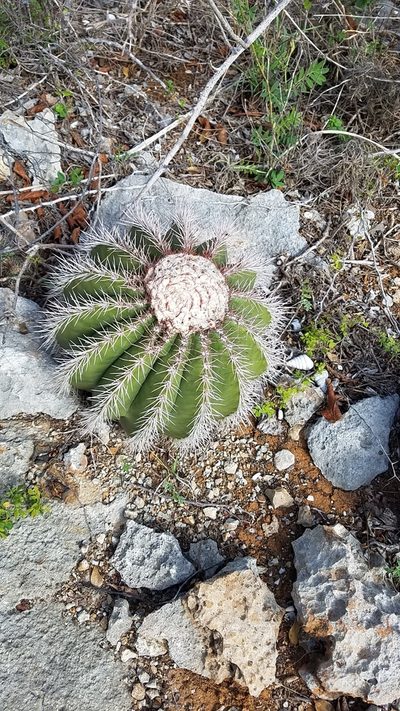 Melocactus pedernalensis, photographed by Yolanda M. Leon