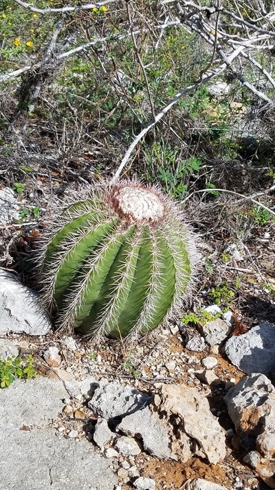Melocactus pedernalensis, photographed by Yolanda M. Leon
