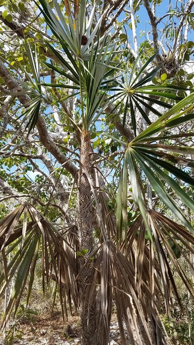 Coccothrinax ekmanii, photographed by Yolanda M. Leon