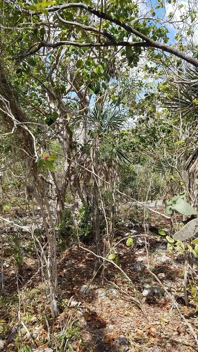 Coccothrinax ekmanii, photographed by Yolanda M. Leon