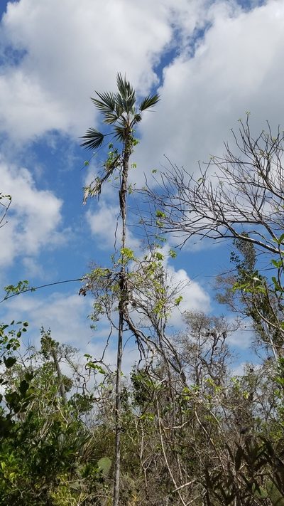 Coccothrinax ekmanii, photographed by Yolanda M. Leon