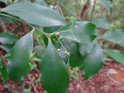 Euonymus laxiflorus, photographed by 呂一起(Lyu yi-chi)