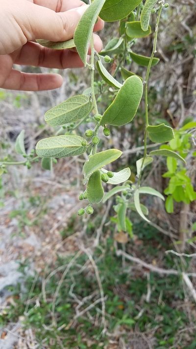 Passiflora multiflora, photographed by Yolanda M. Leon