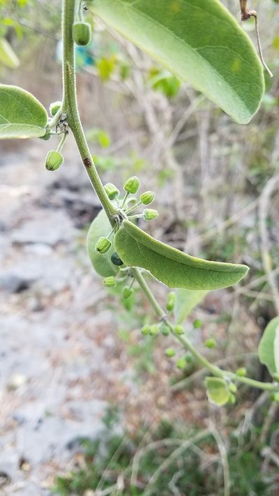 Passiflora multiflora, photographed by Yolanda M. Leon