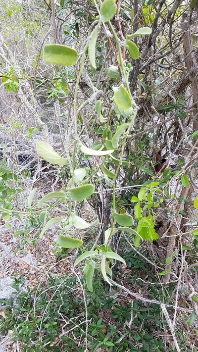 Passiflora multiflora, photographed by Yolanda M. Leon