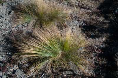 Trichophorum subcapitatum, photographed by Cheng-Tao Lin