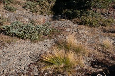 Trichophorum subcapitatum, photographed by Cheng-Tao Lin