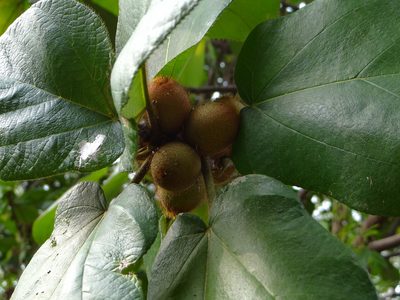 Ficus triloba, photographed by 呂一起(Lyu yi-chi)
