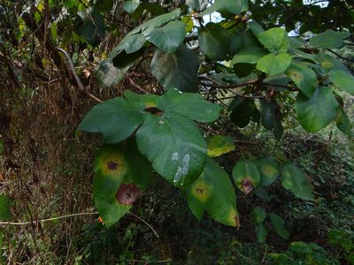 Ficus triloba, photographed by 呂一起(Lyu yi-chi)