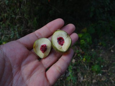 Ficus triloba, photographed by 呂一起(Lyu yi-chi)