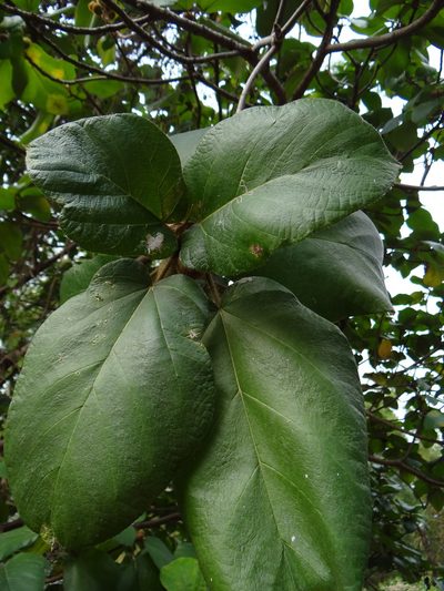 Ficus triloba, photographed by 呂一起(Lyu yi-chi)