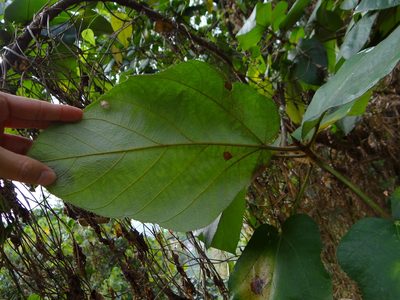 Ficus triloba, photographed by 呂一起(Lyu yi-chi)