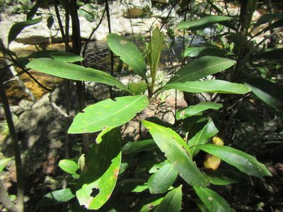Brachylaena glabra, photographed by douglaseustonbrown