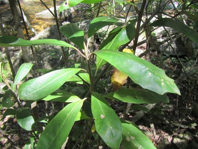 Brachylaena glabra, photographed by douglaseustonbrown