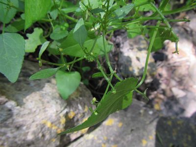 Adenocline acuta, photographed by douglaseustonbrown