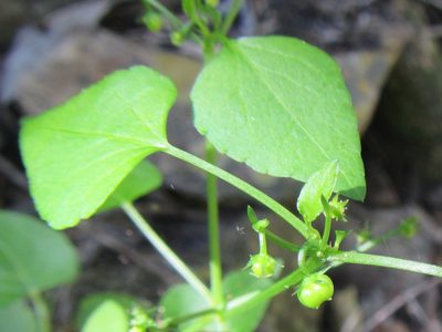 Adenocline acuta, photographed by douglaseustonbrown