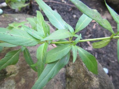 Galopina circaeoides, photographed by douglaseustonbrown