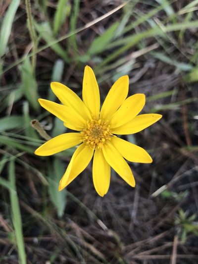 Pityopsis oligantha, photographed by Farren Dell Rossman