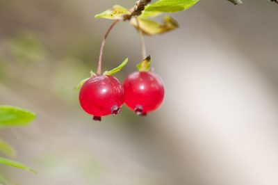 Lonicera kawakamii, photographed by Cheng-Tao Lin