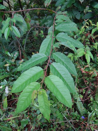 Ilex micrococca, photographed by 呂一起(Lyu yi-chi)