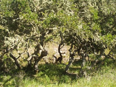 Quercus pacifica, photographed by naturalist charlie