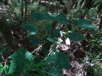 Sinopanax formosanus, photographed by 呂一起(Lyu yi-chi)