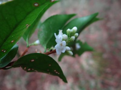 Symplocos anomala, photographed by 呂一起(Lyu yi-chi)