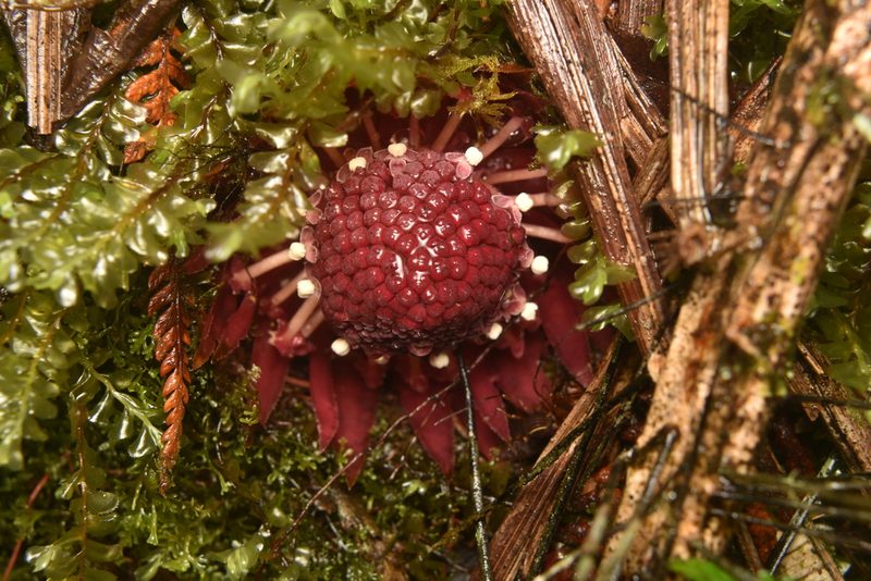 Langsdorffia hypogaea, photographed by Sebastian Serna Muñoz