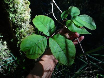 Toxicodendron orientale, photographed by 呂一起(Lyu yi-chi)