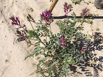 Astragalus crotalariae, photographed by W. Terry Hunefeld