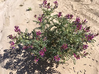 Astragalus crotalariae, photographed by W. Terry Hunefeld