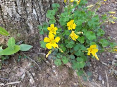 Oxalis colorea, photographed by Leila Dasher