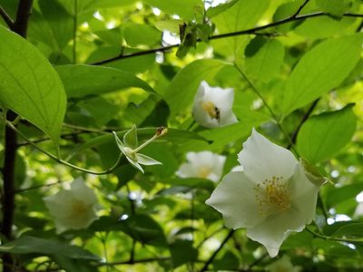 Philadelphus inodorus, photographed by Leila Dasher