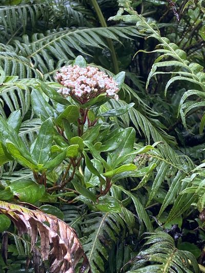 Viburnum treleasei, photographed by Suzana Ehlin Martins