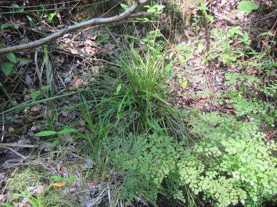 Carex esenbeckiana, photographed by douglaseustonbrown