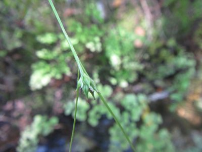 Carex esenbeckiana, photographed by douglaseustonbrown