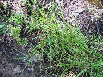 Cyperus erectus, photographed by douglaseustonbrown