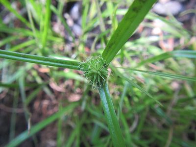 Cyperus erectus, photographed by douglaseustonbrown