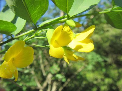 Calpurnia aurea, photographed by douglaseustonbrown