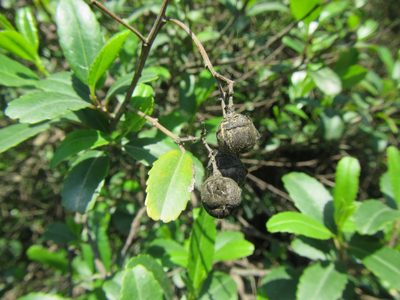 Noltea africana, photographed by douglaseustonbrown
